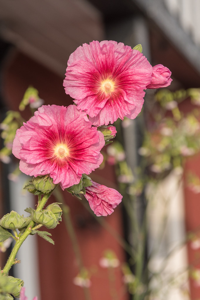 Giant Flowers DSC_0982 Giant flowers in the front garden … Flickr