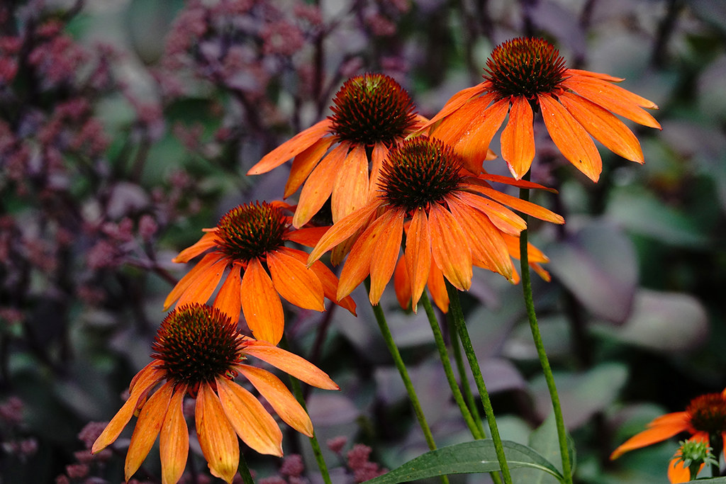 Orange Cone Flowers Brian 104 Flickr