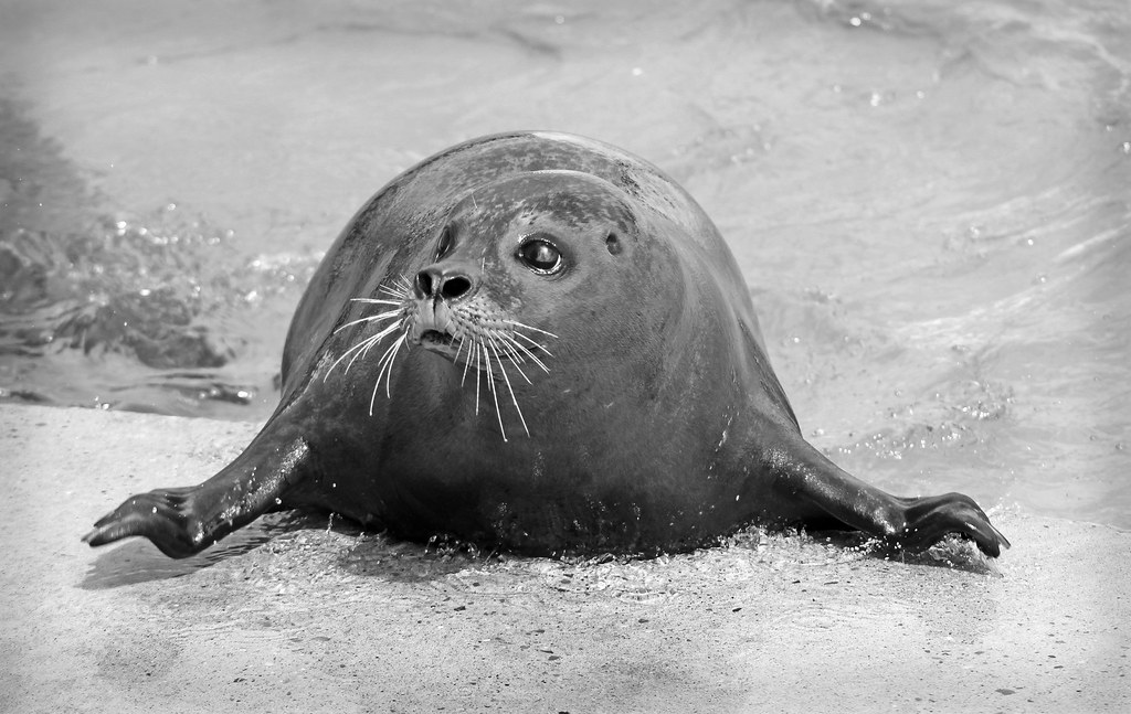 IMG_4213copy laura broadhead Flickr