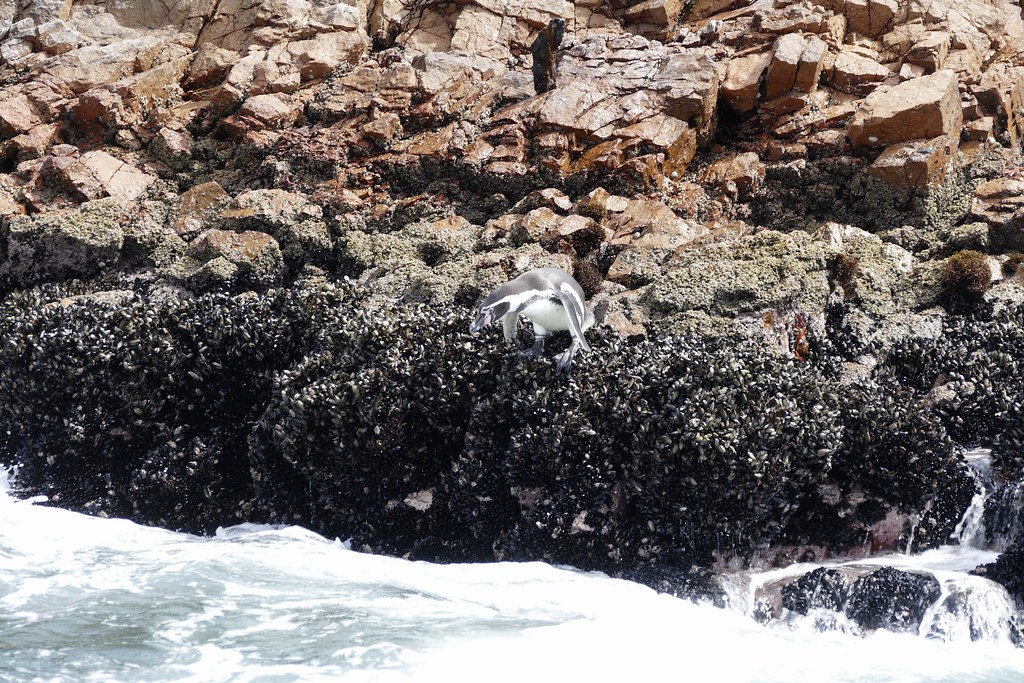 ready to jump into the water Humboldt penguins Islas Bal… Flickr