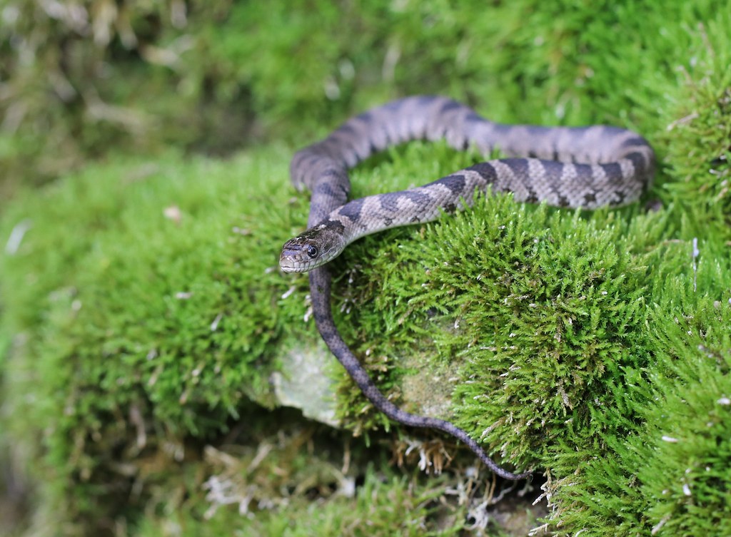 Lake Erie Watersnake On a couple of days on Pelee Island t… Flickr