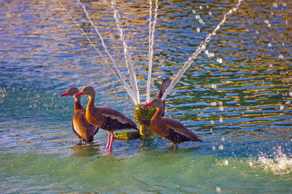 How hot is it? Its so hot even the ducks want to play in t… Flickr