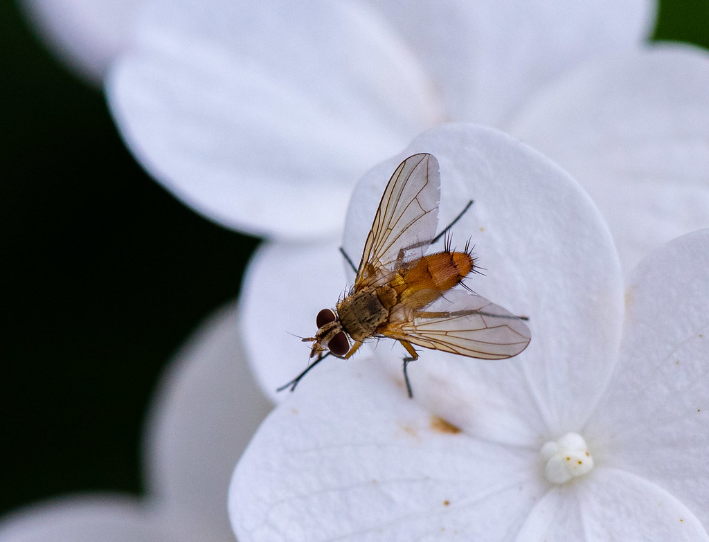 Macro Fly My Hydrangeas are in bloom and attract tons of d… Flickr