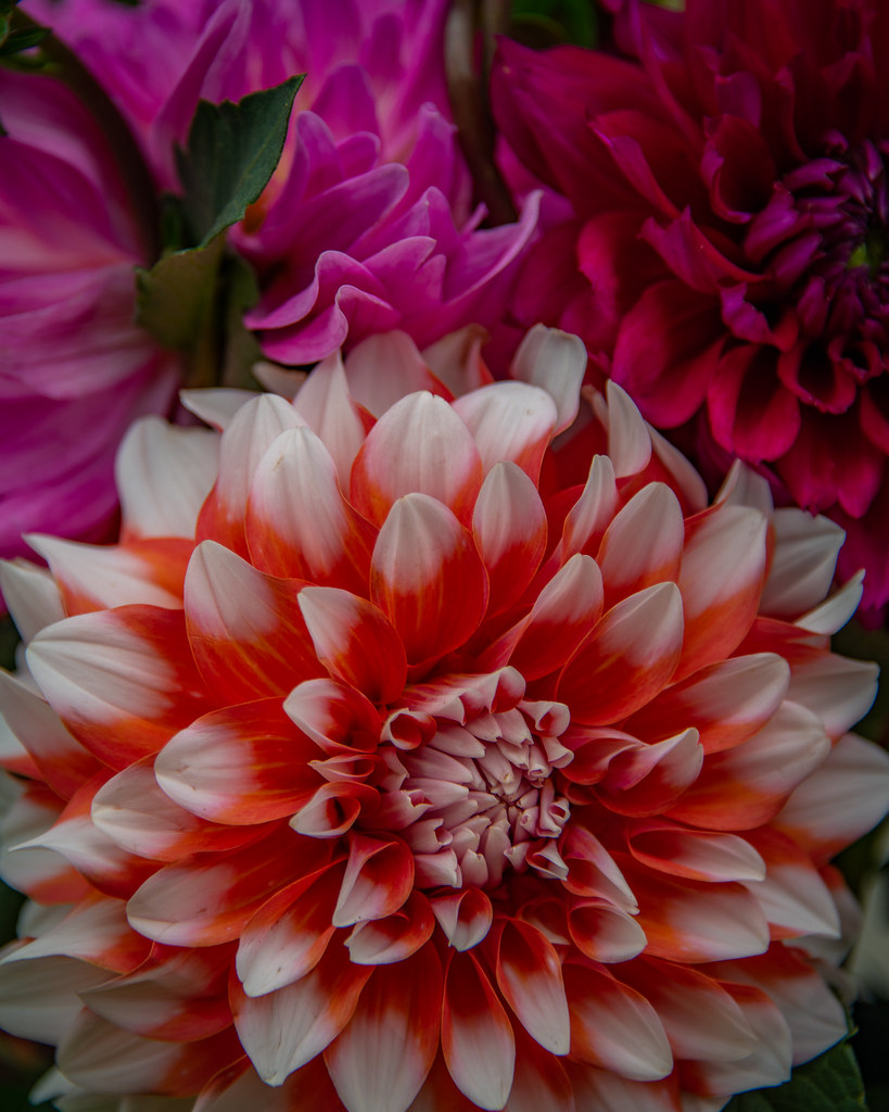 Bunch of Dahlias Farmers Market Village Park Thiensville W