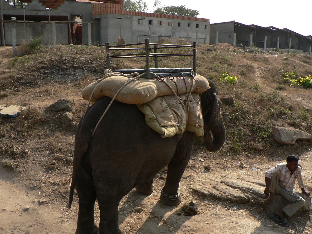 Elephant rides at Bannerghatta Park, Bangalore, India Flickr