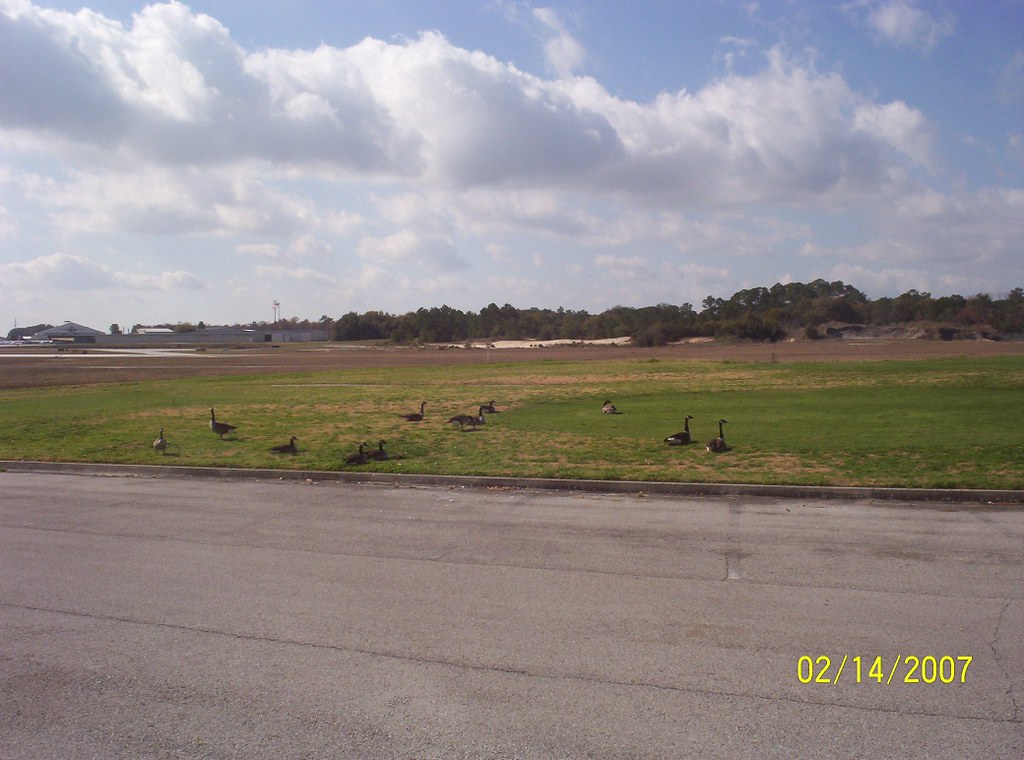 Honkers On Valentine's Day, I had lunch at Mill Cove Golf … Flickr