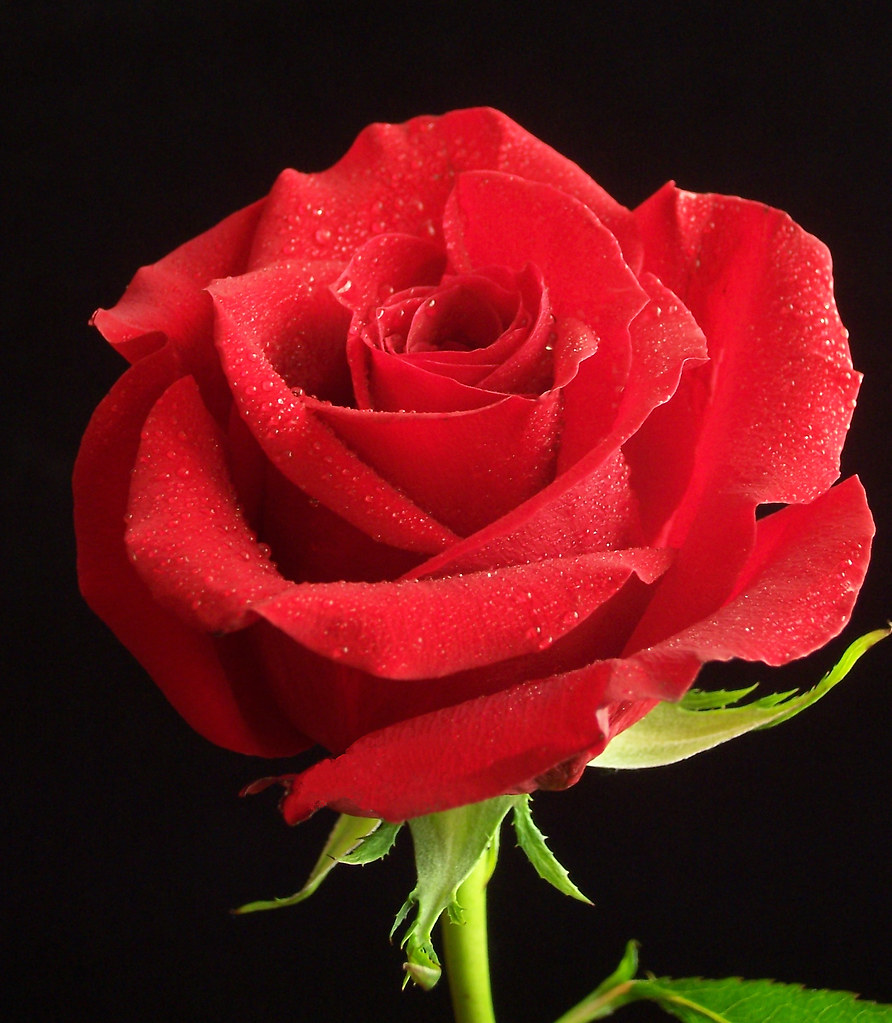 Red Rose, proud Rose, sad Rose of all my days! near,… Flickr