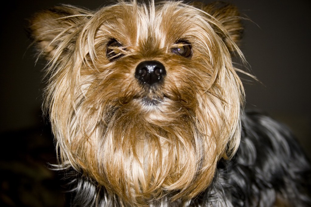 Gracie My yappy dog. Melvin Wilson Flickr