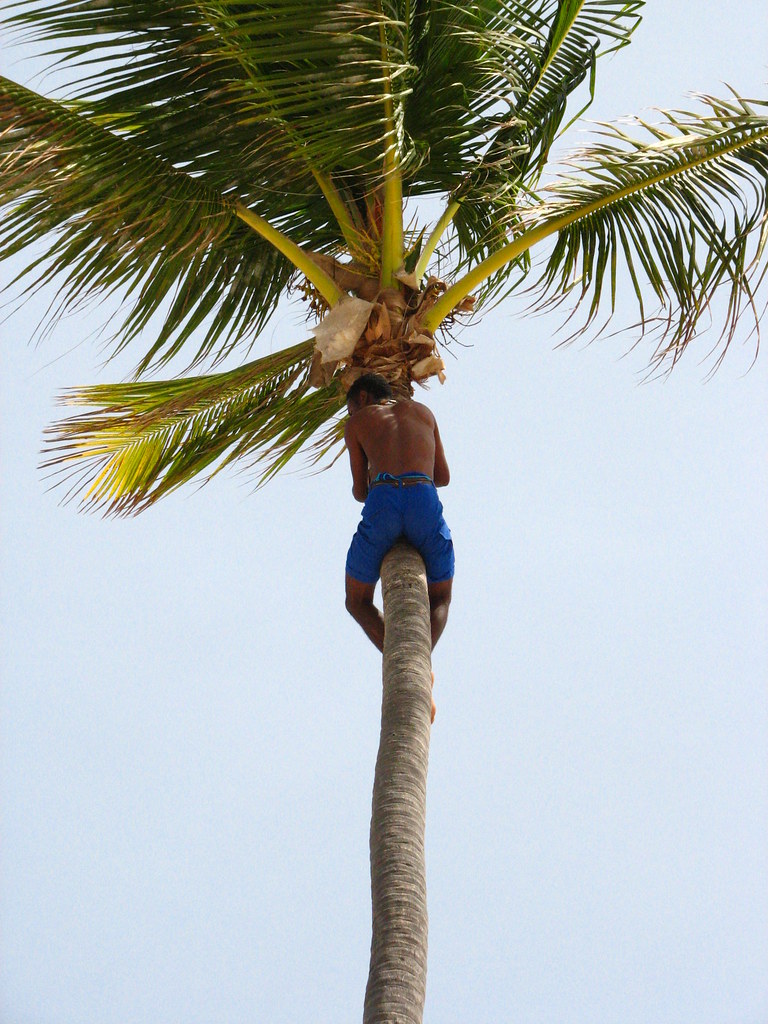 Guy in Palm tree Brandon Titus Flickr