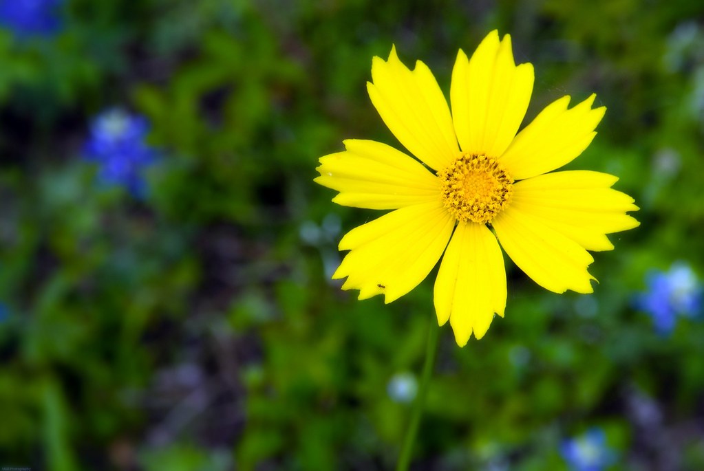 Wildflowers (4) Texas wild flowers M&R Glasgow Flickr