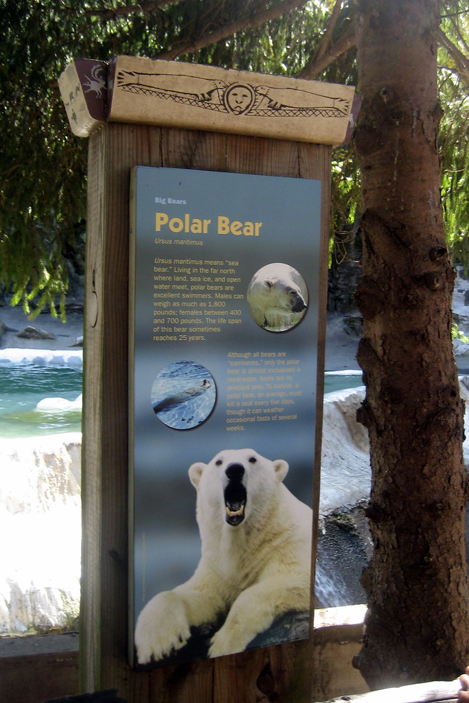 NYC Bronx Bronx Zoo Polar Bear The polar bear (Ursus … Flickr