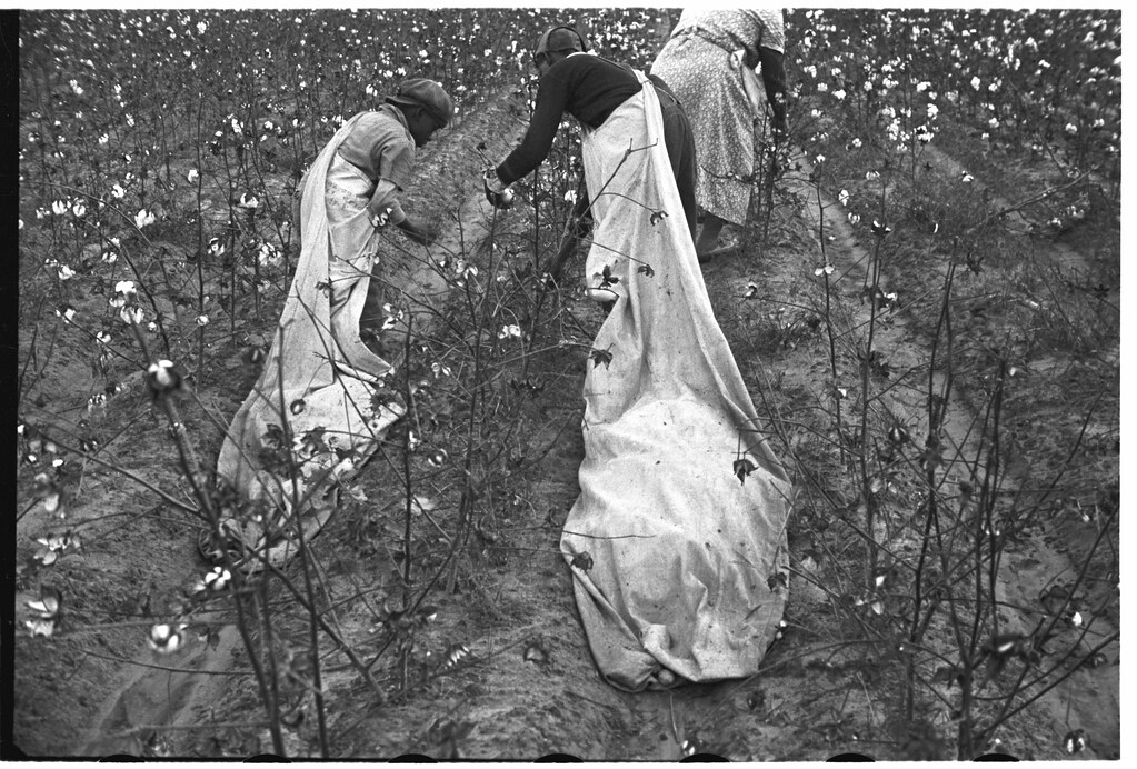 No Known Restrictions Picking Cotton by Ben Shahn, 1935 (… Flickr