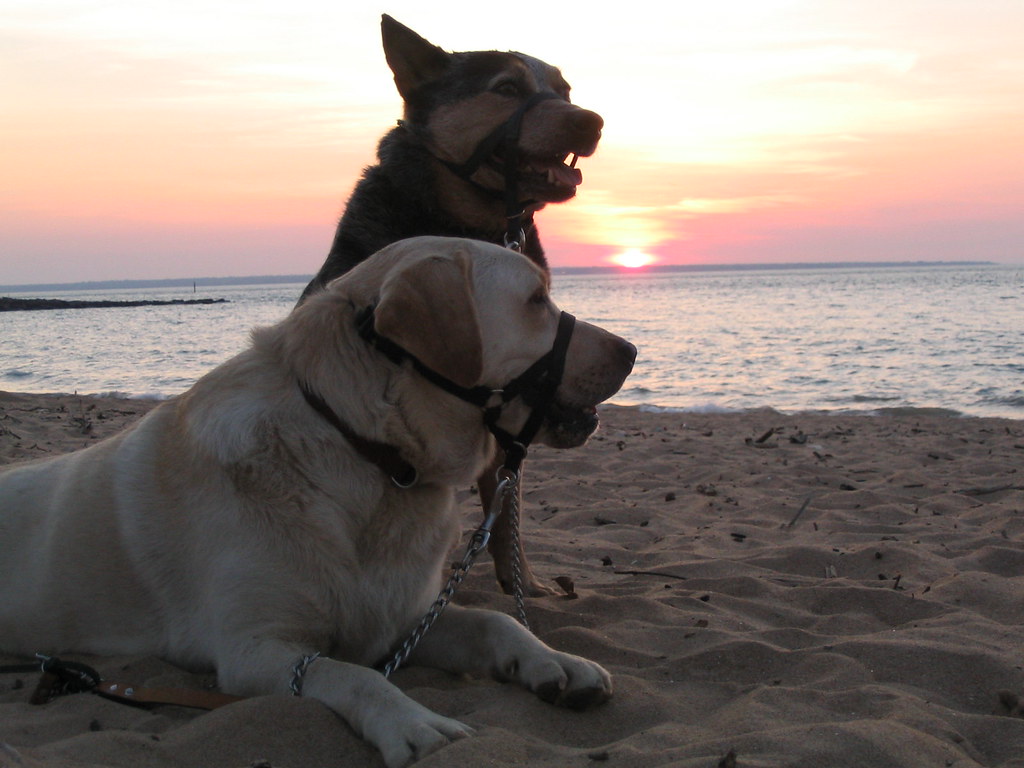 the dogs my two dogs on the Darwin beach at sunset. They w… Flickr