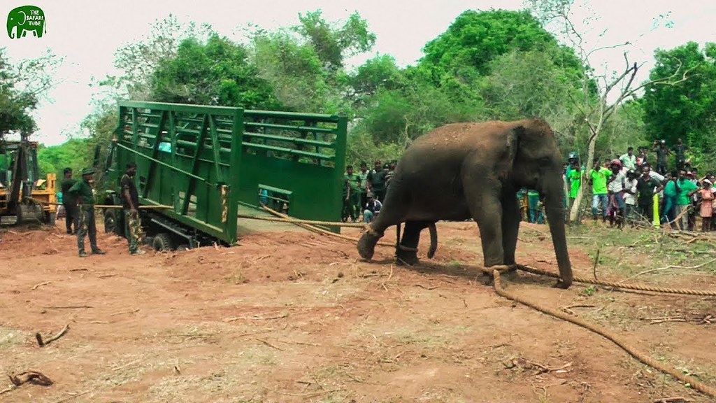 How Wildlife officers transport elephants to safe jungles Flickr