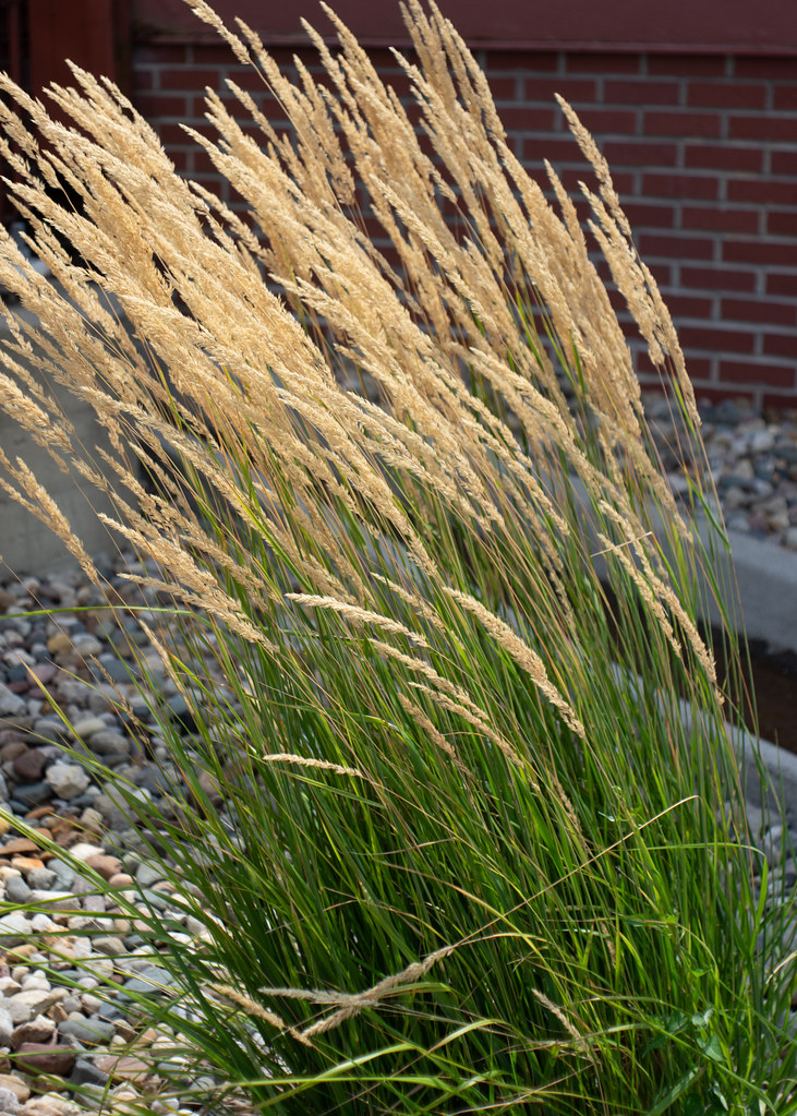 Prairie grass Des Moines, IA, USA. Mir1B 2.8/37. pollys belvin