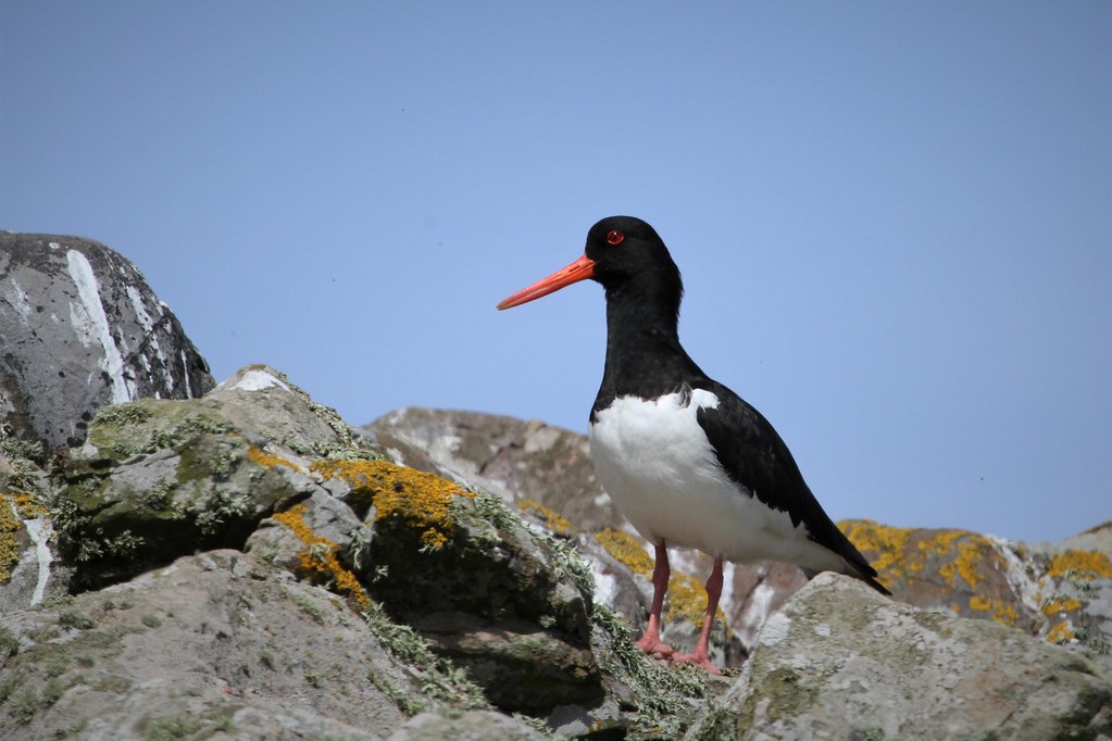 Oyster Catcher Summer Breeze 2 Flickr