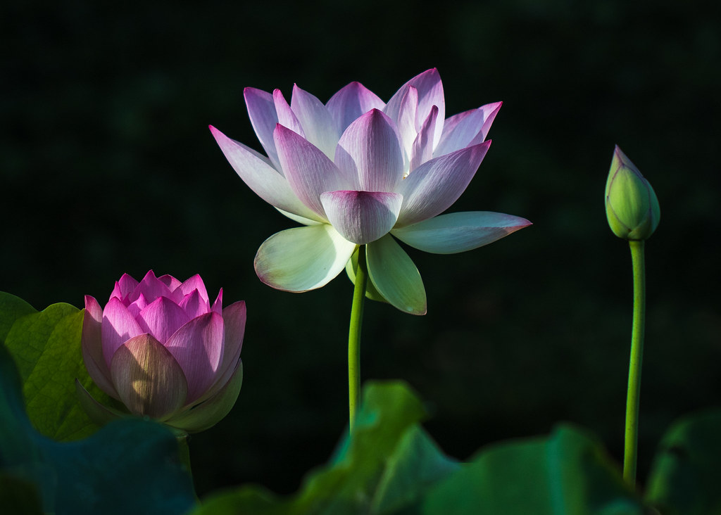 Lotus Blossoms Kenilworth Aquatic Gardens, Washington, D.C… In