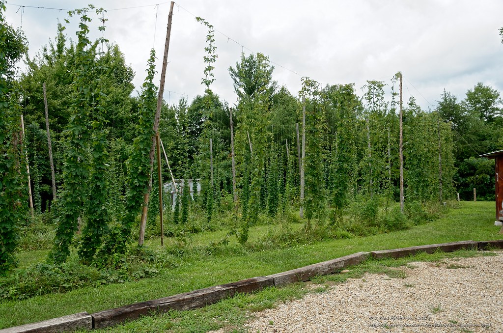 Lilly Pad Hopyard Brewery_2018 (16) Lilly Pad Hopyard Brew… Flickr