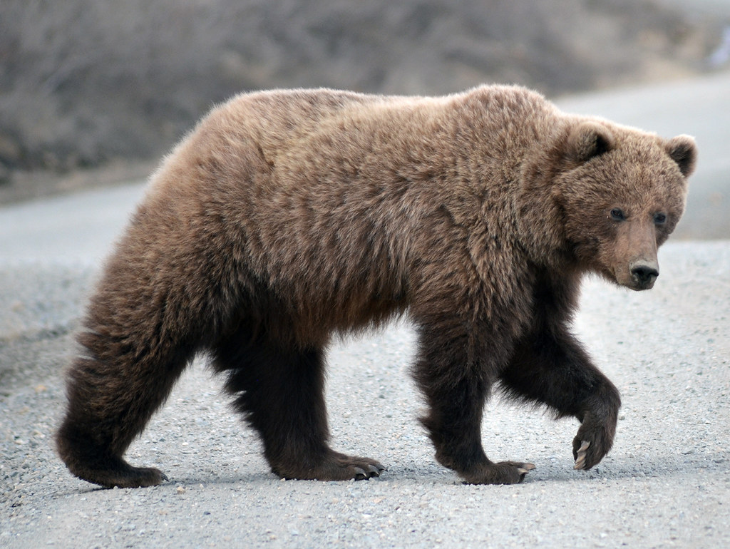Grizzly Bear on the park road NPS Photo/Katherine Belcher Flickr