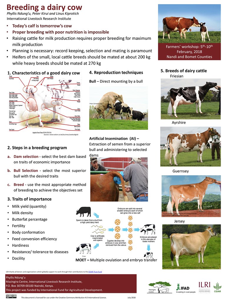 Breeding a dairy cow poster Part of a series of training p… Flickr