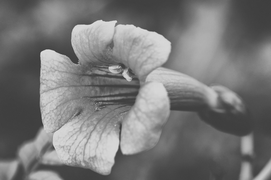 Trumpet Vine Invasive native the beautiful trumpet vine ca… Flickr