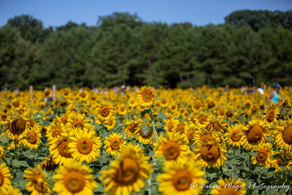7N8A7945 2018 Dorothea Dix Park Sunflower Fields Brian Magee Flickr