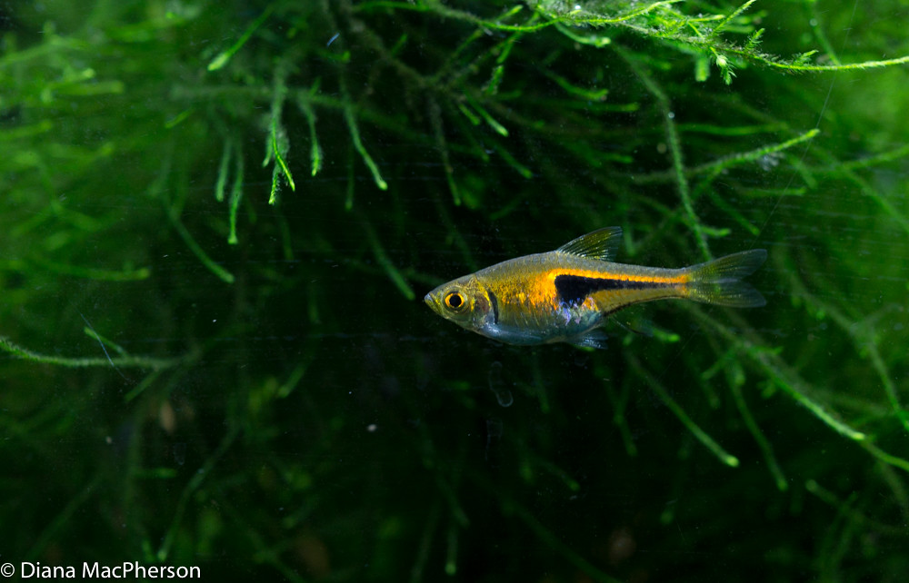 Rasbora hengeli Diana MacPherson Flickr