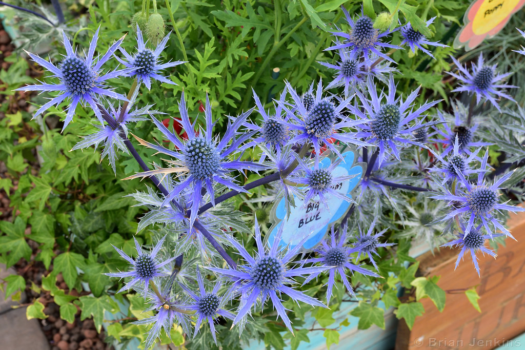 Eryngium 'Big Blue' Eryngium zabelii 'Big Blue'. RHS Chats… Flickr
