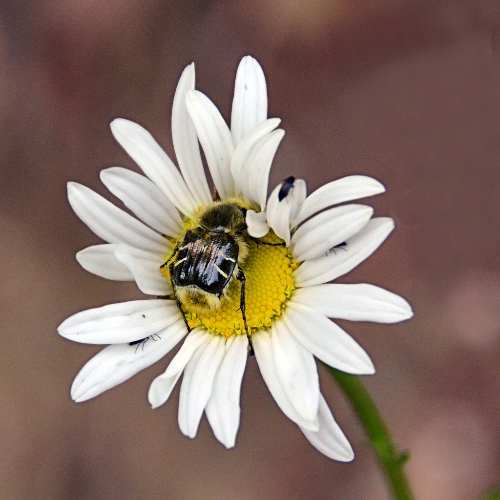 Bug on Daisy Seen while on a walk at St. Ives on Shuswap L… Flickr