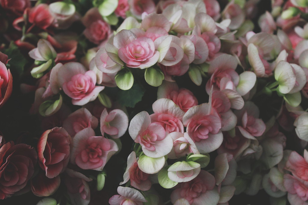 Home Depot has the prettiest begonias I've ever seen Flickr