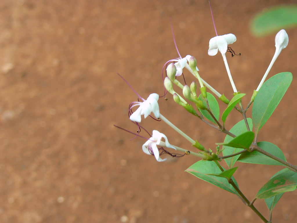 Clerodendrum inerme Verbenaceae (verbena, or vervain