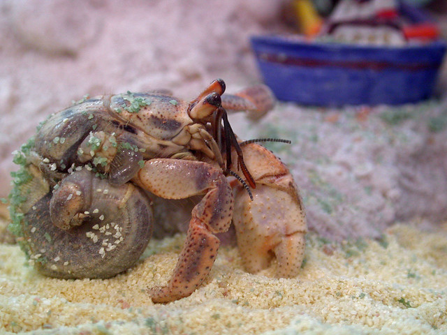 Naked Hermit Crab! - a photo on Flickriver