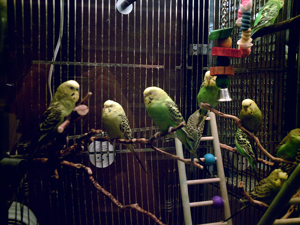 [PetSmart] Other birds Clean WalMart Flickr