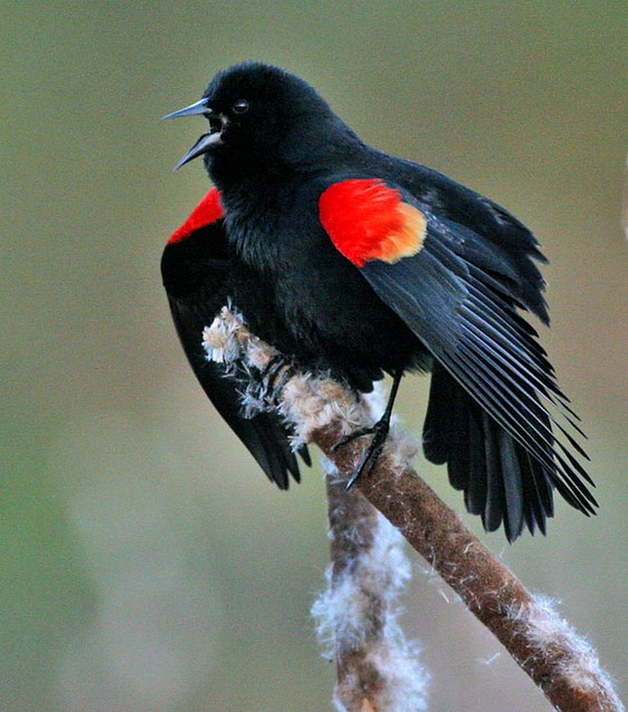 Redwinged Black Bird IMG_4180 Gary Flickr