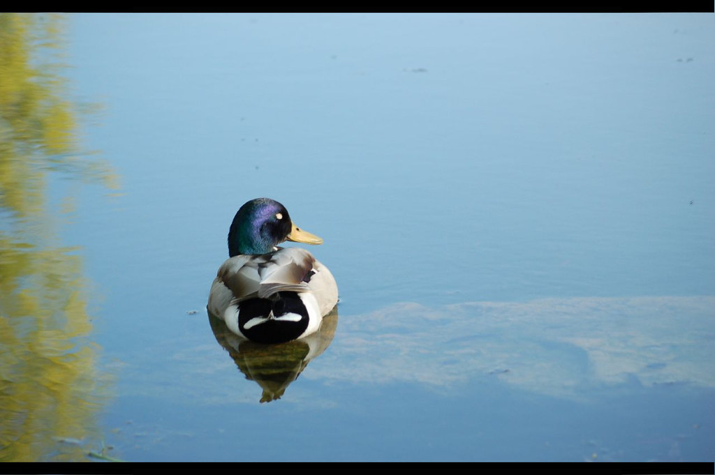 Sleeping Duck on silent Water. The Duck is sleeping on a S… Flickr