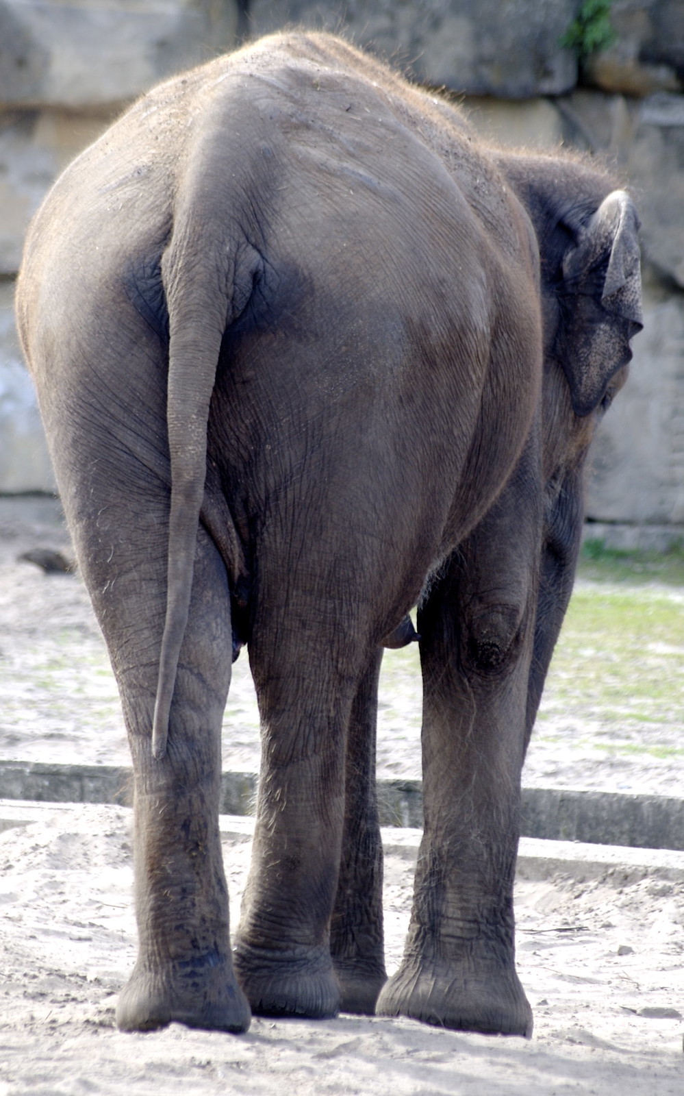 Elephant Bums Flickr