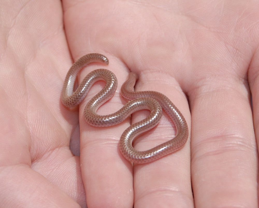 Texas Blind Snake We found this little guy crawling around… Flickr