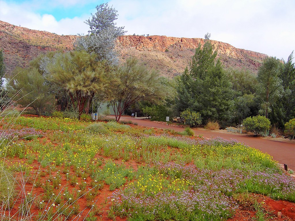 Alice Springs. Desert botanic gardens with the MacDonnell … Flickr