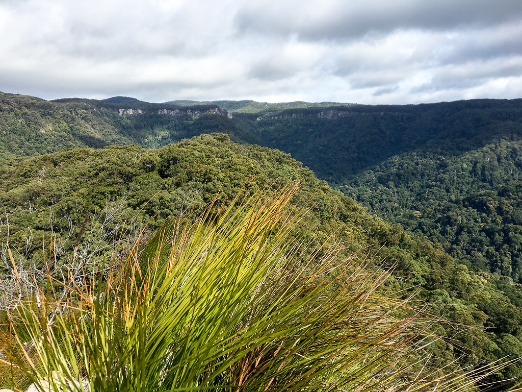 Elevation of Bald Mountain Road, Bald Mountain Rd, Limpinwood NSW, Australia Topographic Map
