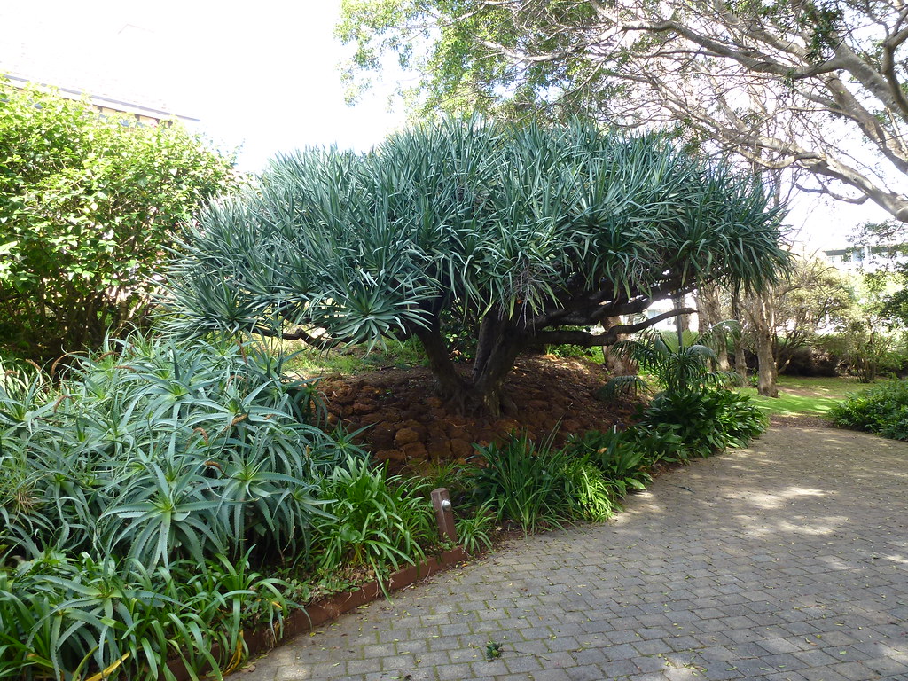 P1050356 Gardens at Caves House, Yallingup, Western Austra… Flickr