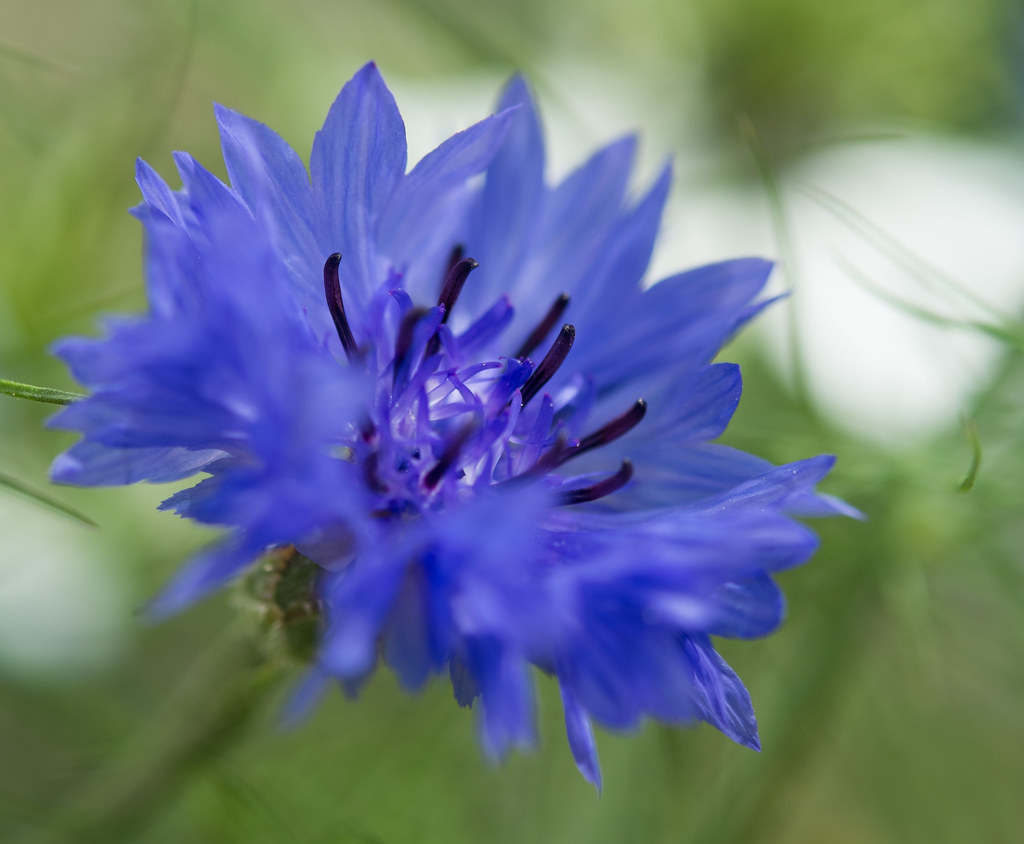 Cornflower Grown in my garden from seed. Greg Ward Flickr