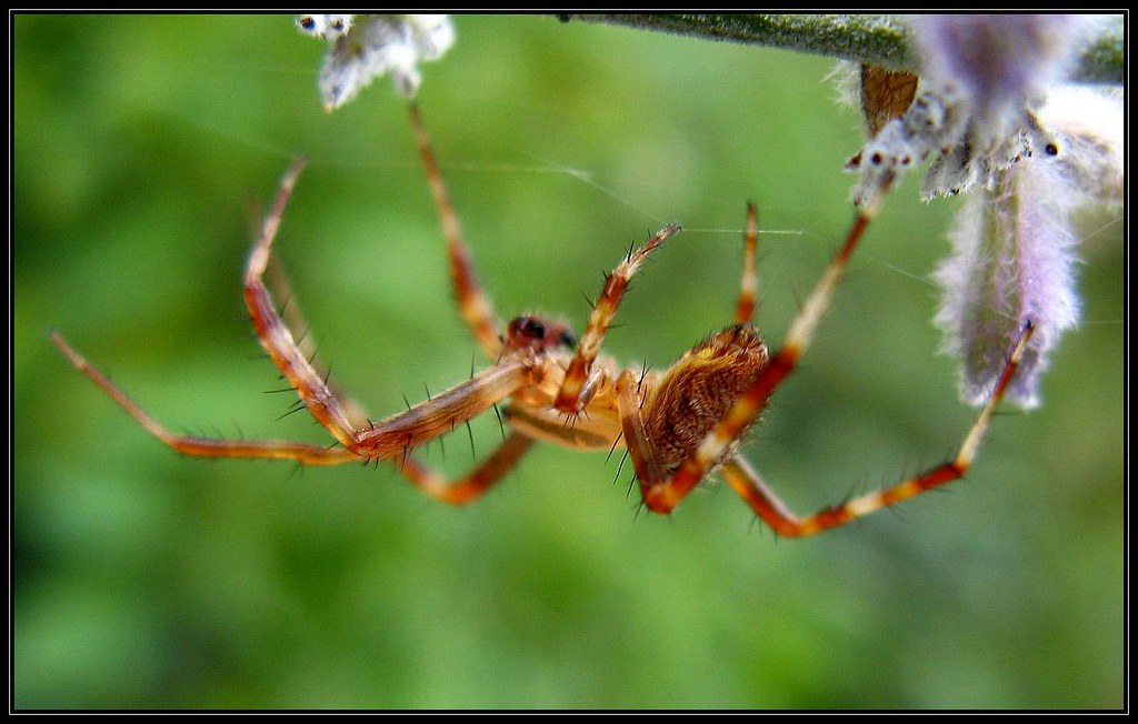 IMG_4145 Multidextrous 83011 large brown garden spider w… Flickr