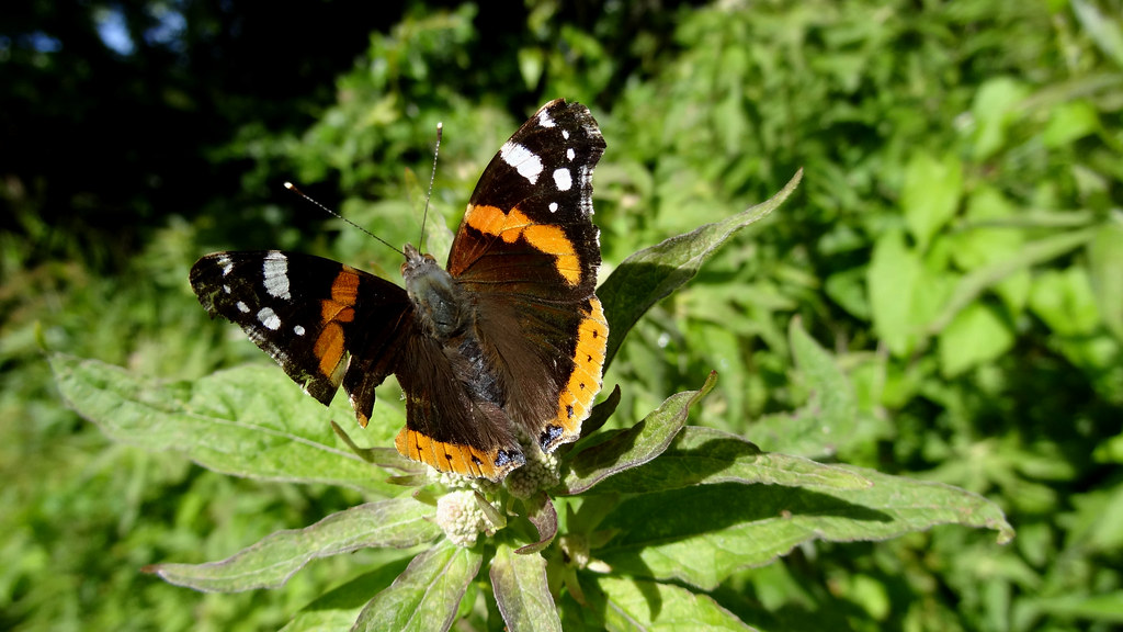 Chasing Butterflies =) 166 heartical Flickr