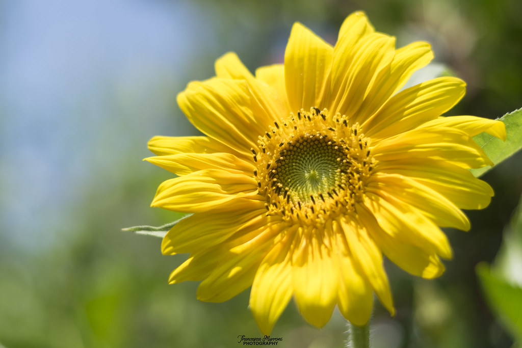 Girasole Sunflower, my favourite flower ) Dreaming one da… Flickr