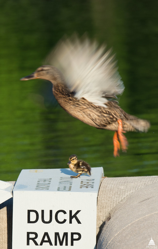Ducks at the Reflecting Pool Ramps are installed to safely… Flickr