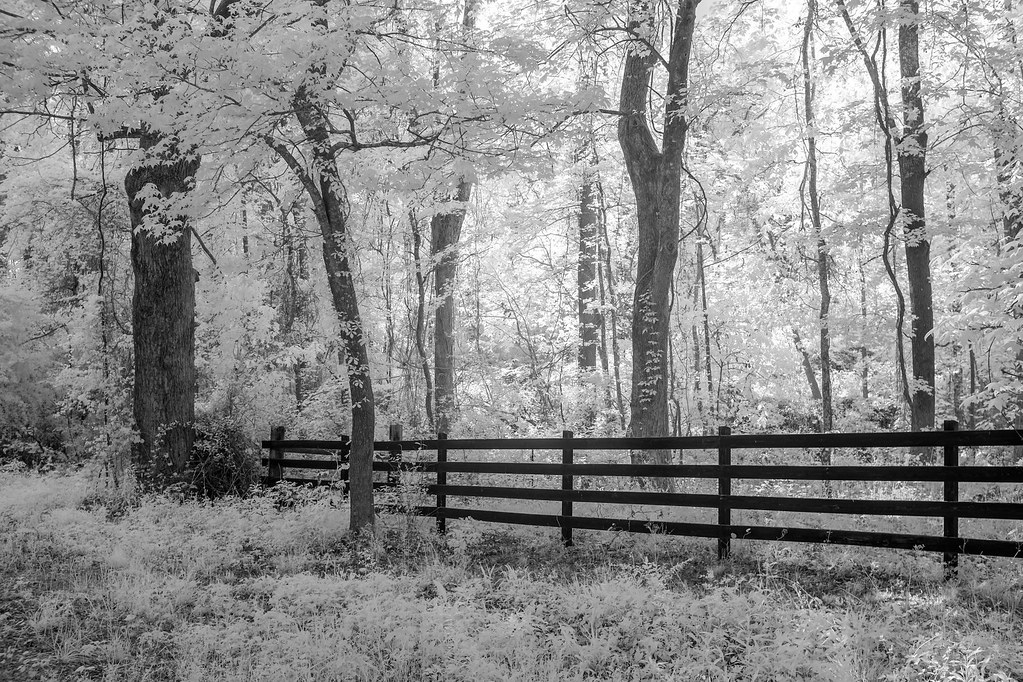 Dorsey Road Woodlands Henry County, Infrared Image… Flickr