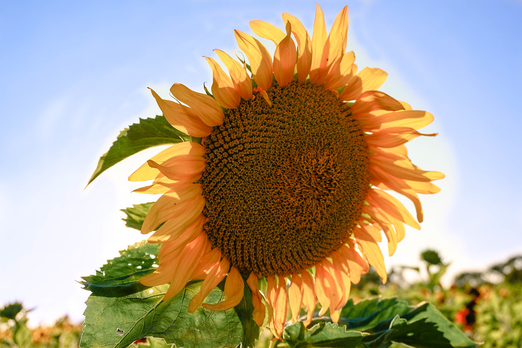 Sunflower Sanborn Sunflower Harley Kayani Flickr