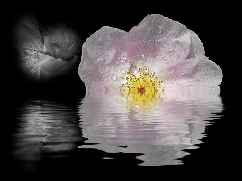 A single rose can be my garden... a single friend, my worl… Flickr