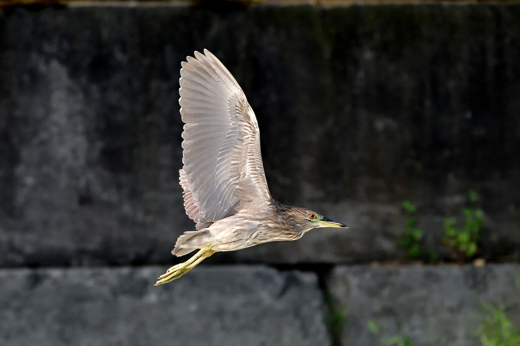 Fly Off The Wall Humber River, Toronto Photos By JM Flickr