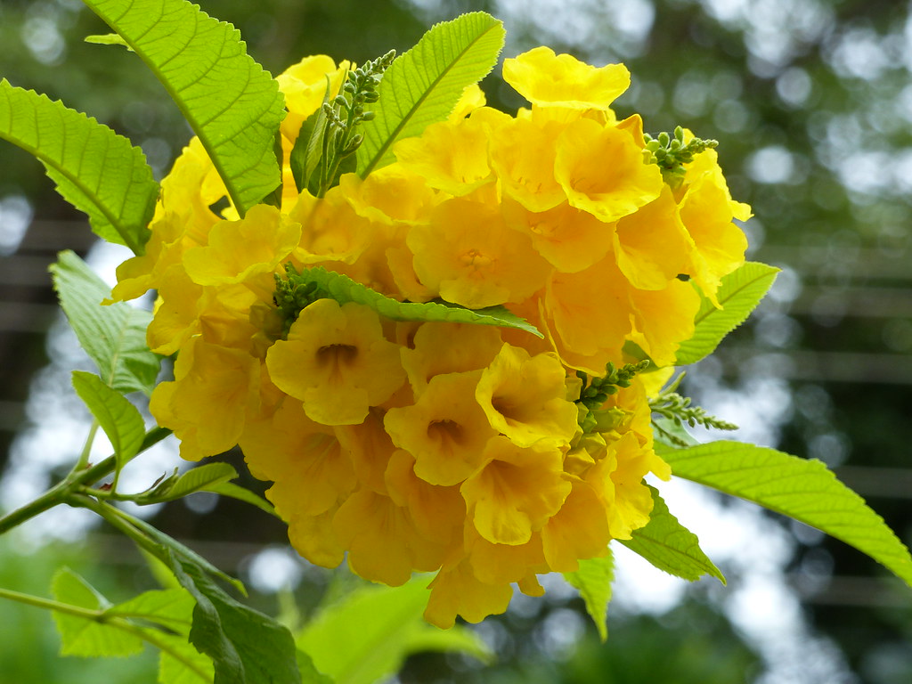 79. Yellow flowers in our garden in India Paddu Rao Flickr